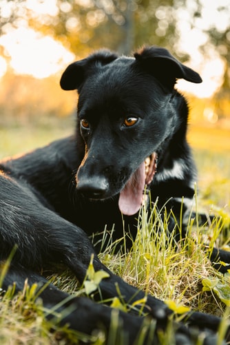 PLATINUM kutyatáp rendelés online: ha nincs autód, de nagy a kutyád